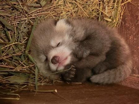 埼玉県こども動物自然公園 レッサーパンダ 赤ちゃん