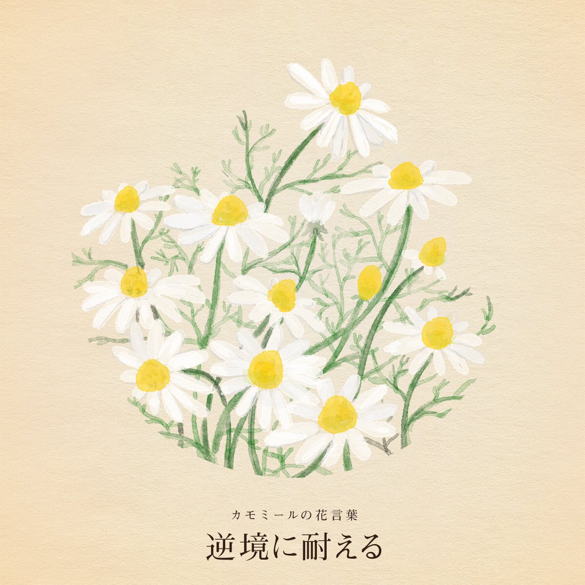 ぜいたくホワイトデー 花 言葉 最高の花の画像