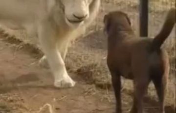 なぜか仰向きに寝る子犬