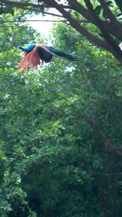 火の鳥のモデルとなった鳥 ケツァールの飛ぶ姿