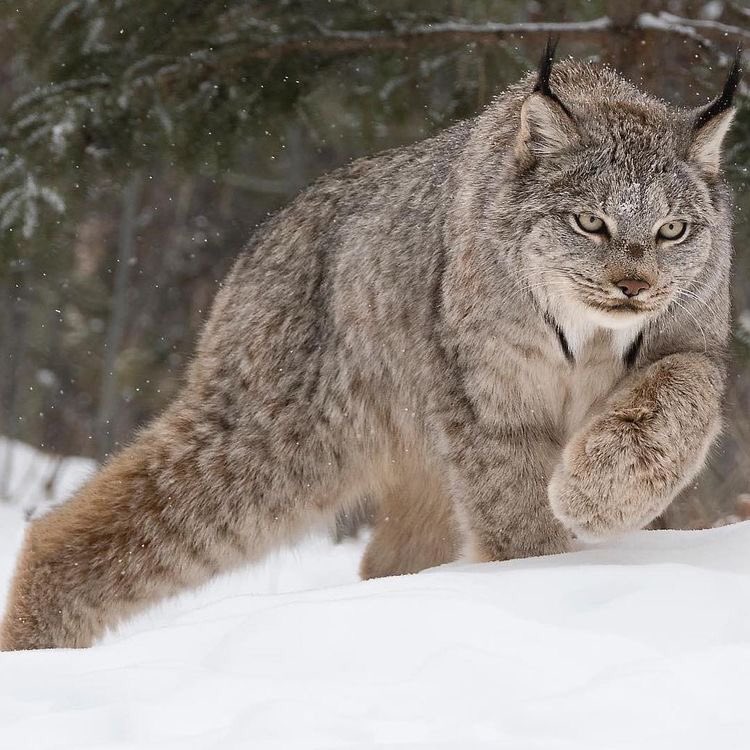 オオヤマネコ Eurasian Lynx Japaneseclass Jp