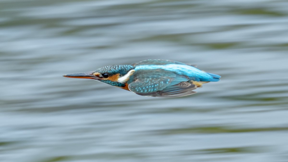 4時間位粘ってようやくカワセミの流し撮りに成功して確認したらどうみても 飛んできたキツツキ だった