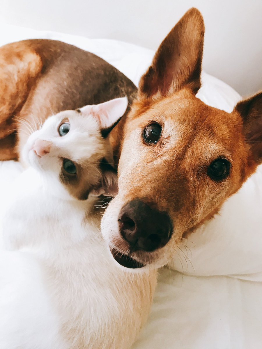 あ 何をしてもクレームって来るんだ ならば気にしても仕方がないと知った 犬猫かわいい