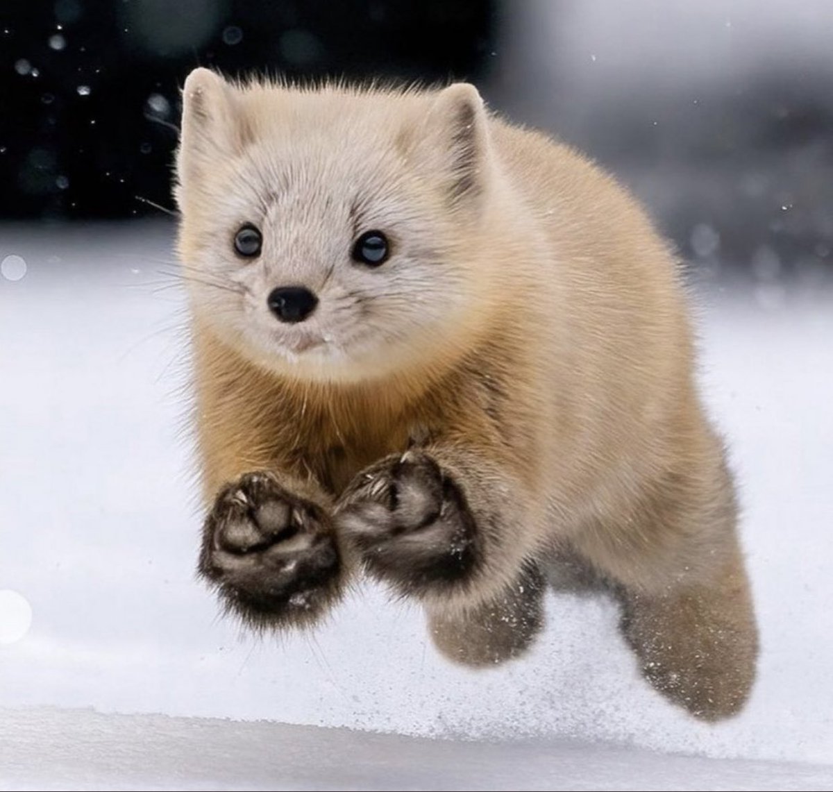 雪の中を駆け回るフェレットが可愛すぎる
