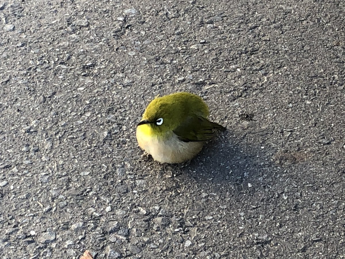 なんか道路に毛玉落ちてるなーーと思ったら緑の丸い鳥だった今日の朝