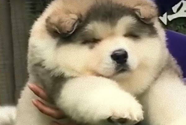 アラスカン マラミュートの成犬もでっかくて超可愛いのに 子犬も綿あめみたいでぽよぽよしてて死ぬほど可愛い