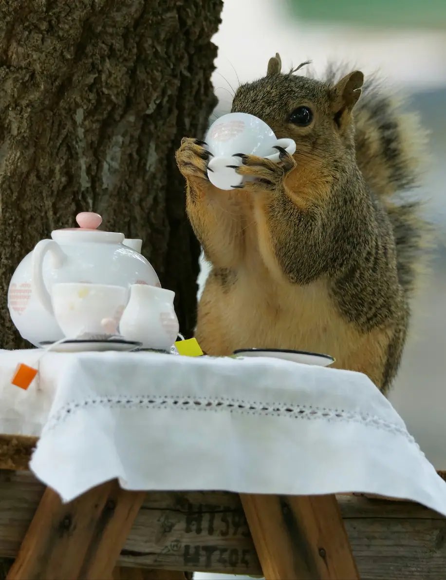 ワシントンポストって14年からリス写真コンテストってのをやってたんですね 世の中には良い企画がたくさんあるものです