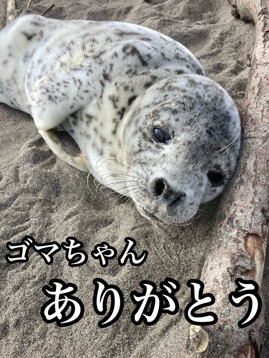 ご報告 水族館の獣医さんとお話しができました ゴマちゃんもすごく頑張りましたが 残念ながら 苦しまずに息を引き取ったとの事 言葉が見つからない 沢山の方に応援されて幸せだったと思います もう一度だけでいいから会いたかった 僕はゴマちゃんに数えきれない