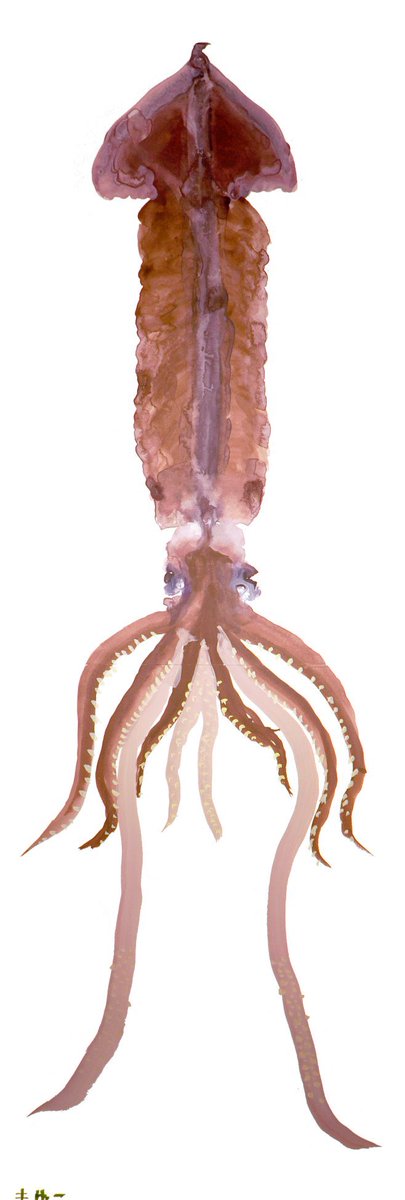 「頭足類」に対する評価や口コミ、感想など。