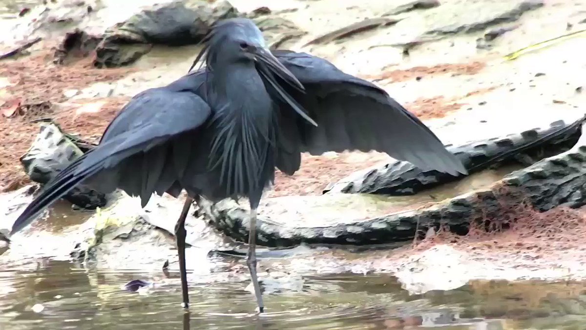 クロコサギ(ブラックヘロン)、別名「傘の鳥」 翼の傘で日陰を作り魚を騙して狩をする。