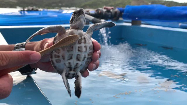 今日は子亀のお腹磨き🐢 どこかに飛んでいきそう…